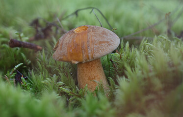 Wild forest mushroom close up photography low angle