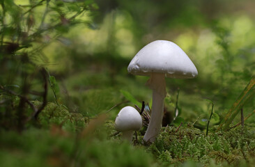 Wild forest mushroom close up photography low angle