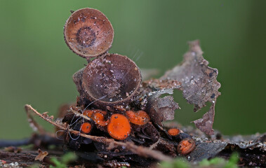 Wild forest mushroom close up photography low angle