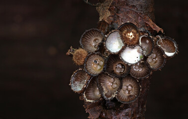 Wild forest mushroom close up photography low angle