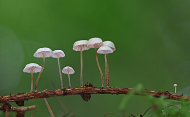 Wild forest mushroom close up photography low angle