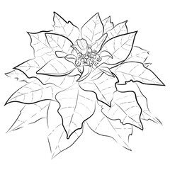 Hand Drawn of Poinsettia, Drawing Sketch, Monochrome, Christmas Flower, Aesthetic Line Art, Poinsettia Doodle, Black