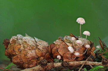 Wild forest mushroom close up photography low angle