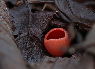 Wild forest mushroom close up photography low angle