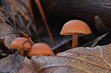 Wild forest mushroom close up photography low angle
