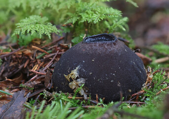 Wild forest mushroom close up photography low angle