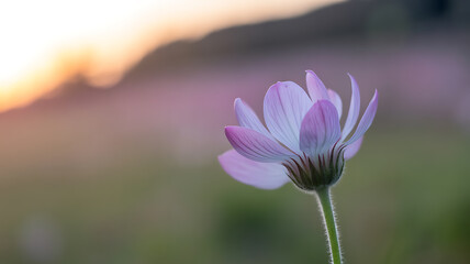 Close-up of a delicate pink flower in a field during sunset