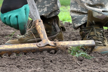 Loosening the soil, removing weeds and planting winter garlic cloves in open ground in a garden bed...
