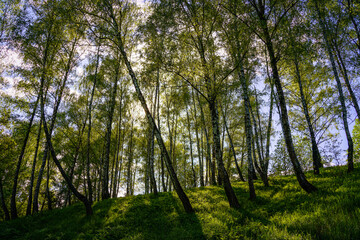 Fototapeta premium Sunlight filtering through the tall birch trees in a lush green forest, creating a serene and captivating natural landscape for nature enthusiasts.