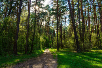 Obraz premium Forest path winding through green trees. Sunlit park landscape. Outdoor escape and natural scenery for relaxation.