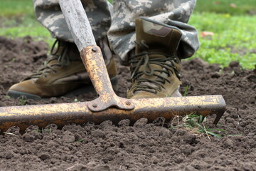 Loosening the soil, removing weeds and planting winter garlic cloves in open ground in a garden bed...