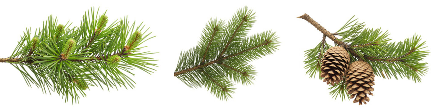 Set of pine branches isolated on white or transparent background