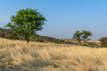 Obraz premium Paysage en Namibie