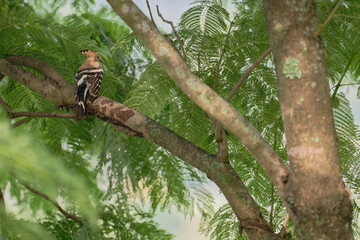 common hoopoe on the branch © Bhutan Japan Nature