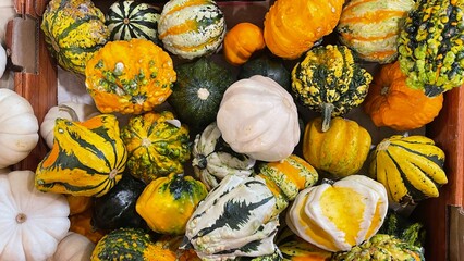 colorful autumn pumpkins