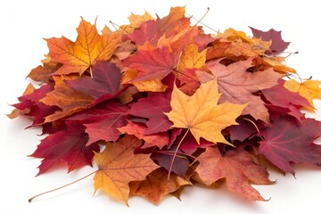 Fototapeta premium Pile of Colorful Autumn Maple Leaves on White Background autumn leaves fall
