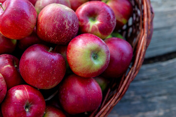 Basket Full of Fresh Red Apples Harvested from Orchard in Autumn Season
