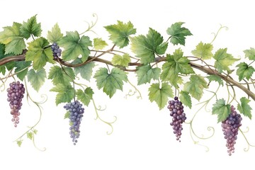 Watercolor grapevine with purple grapes and green leaves on white background image photo