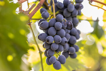 Close-up of a Ripe Black Grape Hanging on the Vine in a Sunny Vineyard, Fresh Organic Fruit for Wine Production.