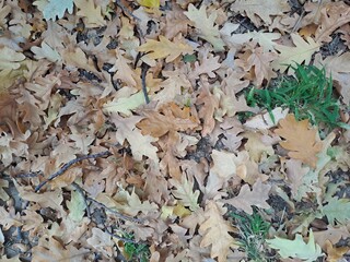 autumn leaves background