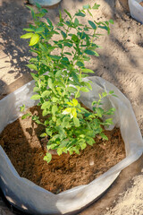 a newly planted blueberry bush