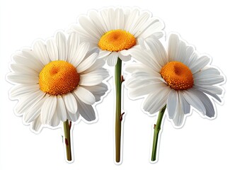 Three white daisies with orange centers,  isolated on white