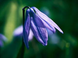 The first spring flower - scilla has blossomed, now spring has come into its own, a beautiful little flower, the beauty of wild spring flowers