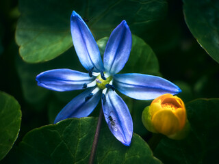 Spring has come and nature is coming to life, the first flowers have appeared, bluebell (scilla) and yellow erantis, a beautiful spring still life