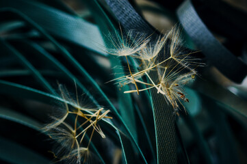 Dandelion seeds are lying among some garbage, apparently blown away by the wind, a simple still life with dandelion seeds