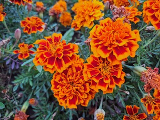 orange and yellow flowers