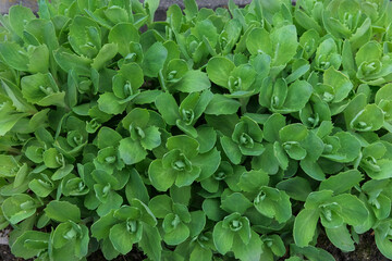 Succulent plant for landscape design in courtyard. Sedum in garden. Landscape design. Plant texture. Top view.