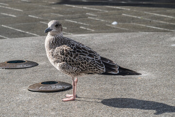 seagull on the pier