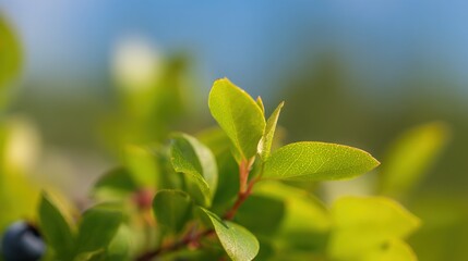 Obraz premium blueberry. Close-up of lush green blueberry leaves with vibrant natural tones and a softly blurred background. gardening catalogs, home-decor guides, designed for home decor and floral branding.