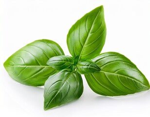 Fototapeta premium fresh basil leaves on white background