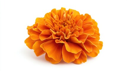 A single, fluffy orange marigold flower isolated on a clean white background, highlighting its dense, ruffled petals and bright, cheerful color