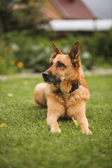 Mix-breed dog is looking ahead while laying on the lawn in the garden