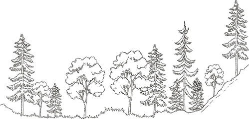 Hand drawn forest landscape, pine and deciduous tree sketch, black and white illustration, natural scenery outline, botanical foliage drawing, vintage style art