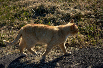 On a bright sunny day, a red-haired stray cat is walking along the street, the sun is shining on his fur