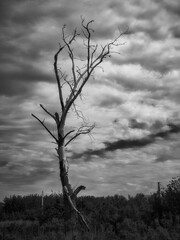 A dead tree with crooked branches stands among the bushes, the overcast sky adds drama to this scene, black and white photo