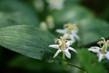晩夏の花　ヤマジノホトトギス