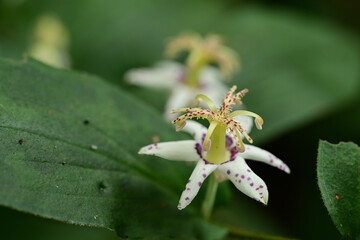 晩夏の花　ヤマジノホトトギス