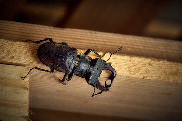 A stag beetle (horned beetle, Lucanus cervus) is crawling along a wooden pallet, a very beautiful and rare insect, a beautiful large beetle