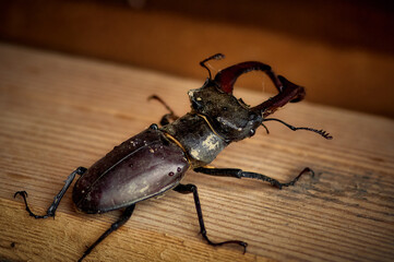 A huge stag beetle (horned beetle, Lucanus cervus) sits on a planed board, a beautiful large insect, photographed in close-up