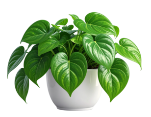 Small potted pothos plant with heart-shaped leaves isolated on transparent background PNG