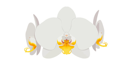 Elegant White Orchid Blossom with Golden Yellow Accents.