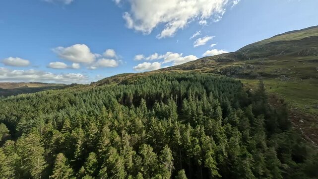 Forest Trees Around Capel Curig Betws Y Coed Wales 4K