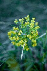 Yellow flowers on a grass