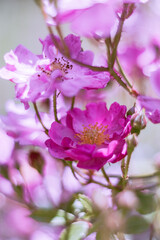 Tiny pink flowers in the garden