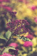 Purple flowers in the garden
