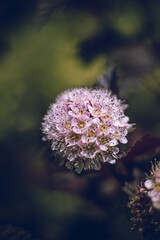 Tiny white flowers in the garden